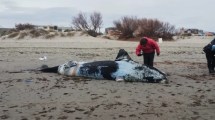 Imagen de Tres ballenas aparecieron muertas y activaron un operativo en la costa de Puerto Madryn