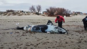 Tres ballenas aparecieron muertas y activaron un operativo en la costa de Puerto Madryn
