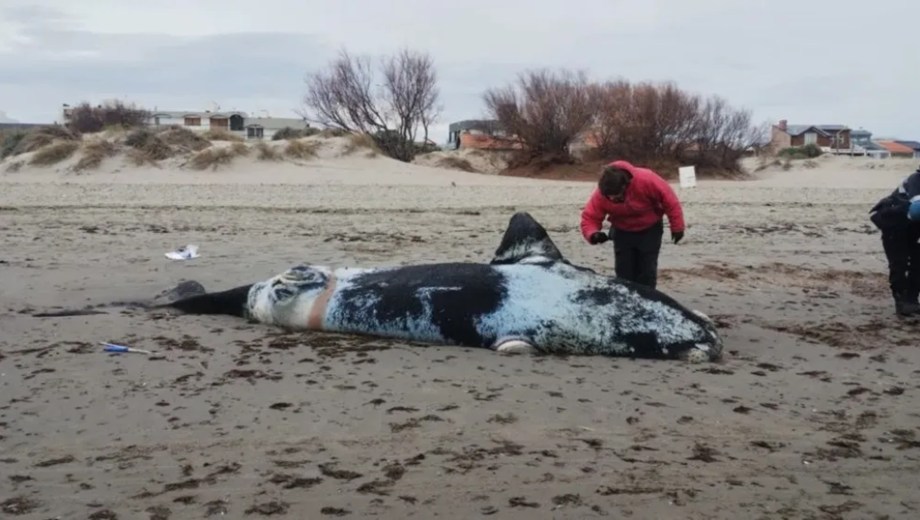 Tres ballenas aparecieron muertas y activaron un operativo en la costa de Puerto Madryn.