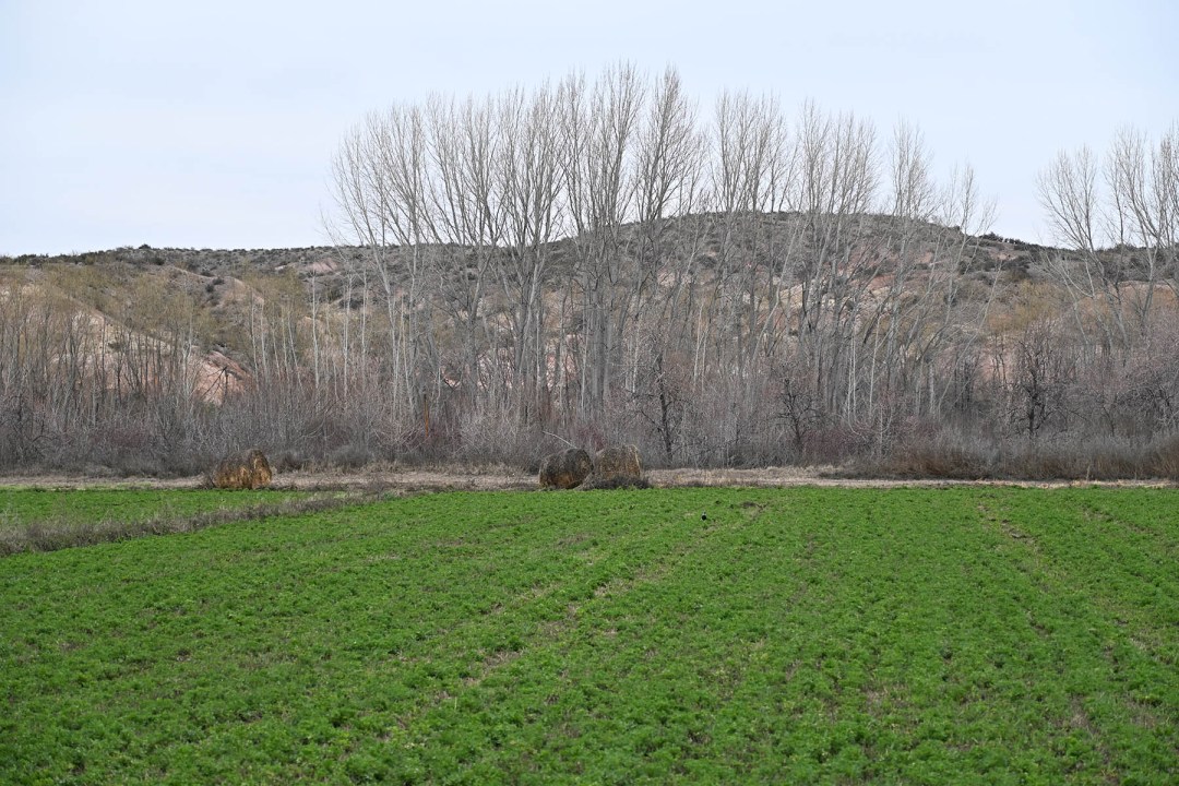 El intenso verde del alfalfar de Ramiro Roco contraste con los grises días invernales de este año en el norte de la Patagonia.