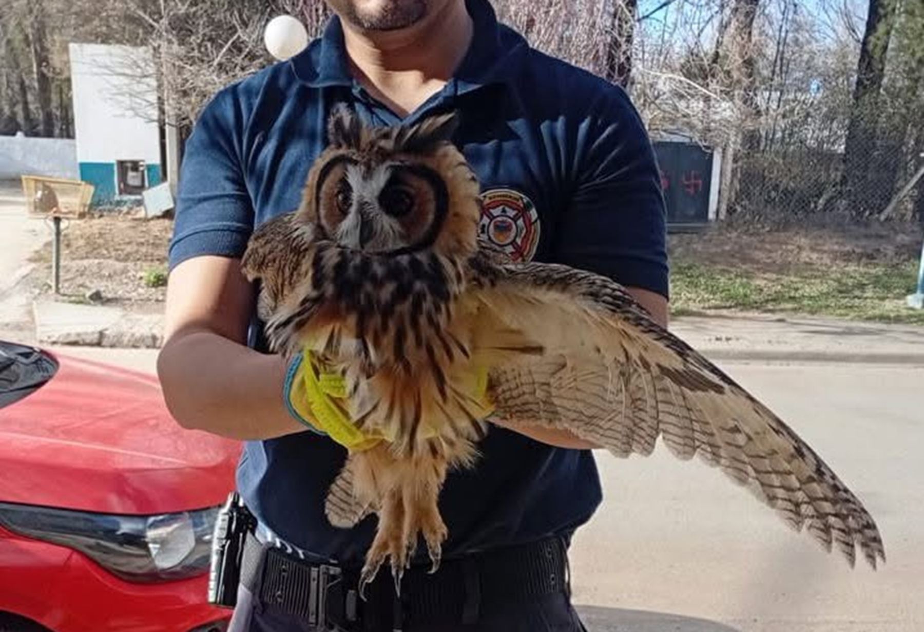 Bomberos de Neuquén rescatan a un búho herido que no podía volar