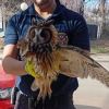 Imagen de Tierno rescate en Neuquén: bomberos salvaron a un búho que no podía volar por tener un ala herida