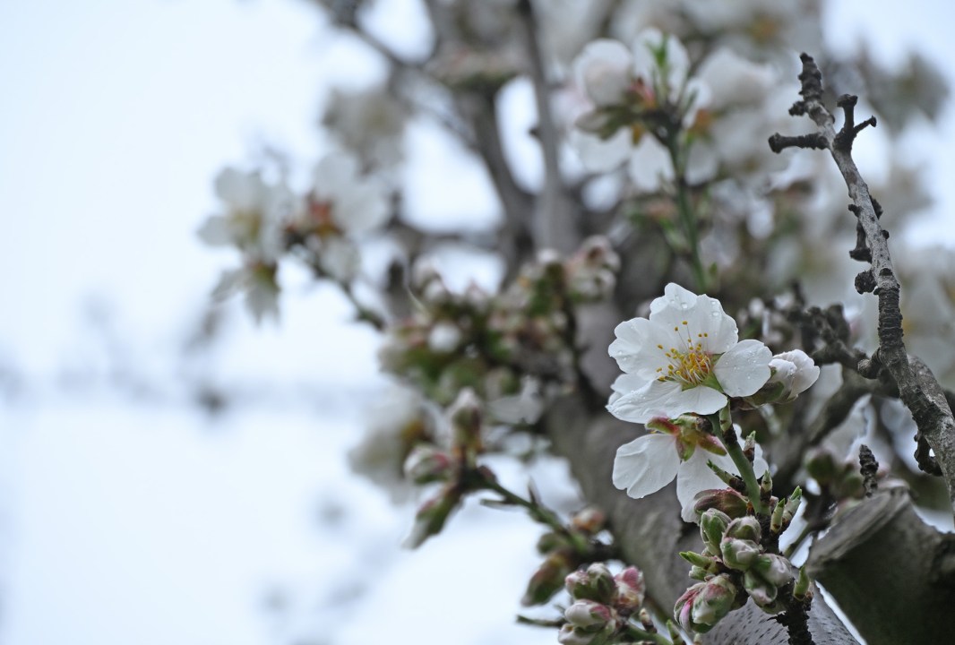 Flores de almendros, mojadas por una suave lluvia matinal en el Alto Valle.