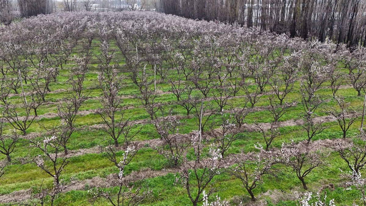 Las blancas flores de los almendros, empezando a cambiar la chacra de Buenos Vientos.