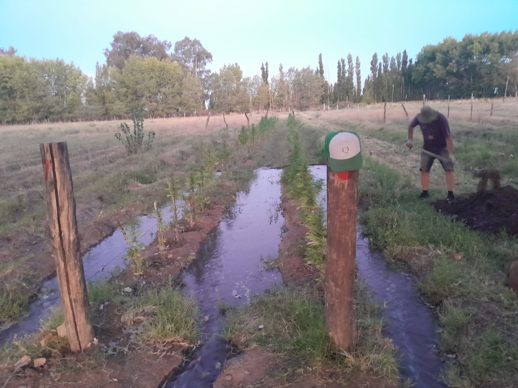 Peñas Blancas: cooperativa impulsa el cáñamo industrial para bioconstrucción en Patagonia