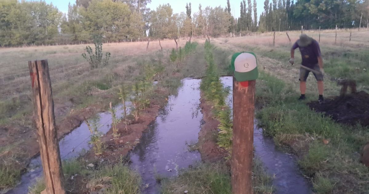 Peñas Blancas: cooperativa impulsa el cáñamo industrial para bioconstrucción en Patagonia