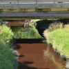 Imagen de Hallazgo de un cuerpo en un canal de riego en Cipolletti: qué se sabe sobre su identidad y cómo avanza la investigación