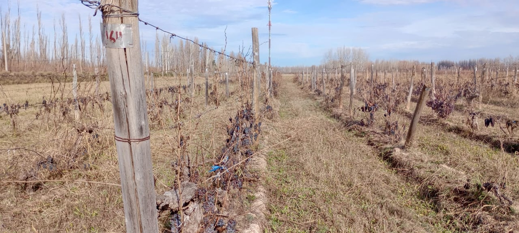 Colección de vid del INTA preserva la biodiversidad vitícola en Argentina