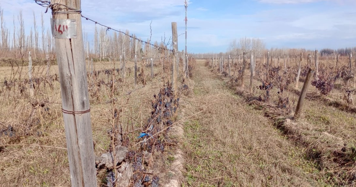 Colección de vid del INTA preserva la biodiversidad vitícola en Argentina