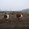 Imagen de Frío patagónico: ¿la meteorología influye en el consumo de alimentos de bovinos durante el invierno?