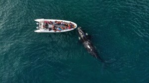 De la montaña al mar: Río Negro impulsa su temporada de invierno con la Fiesta de la Nieve en Bariloche y el avistaje de Fauna Marina en la costa