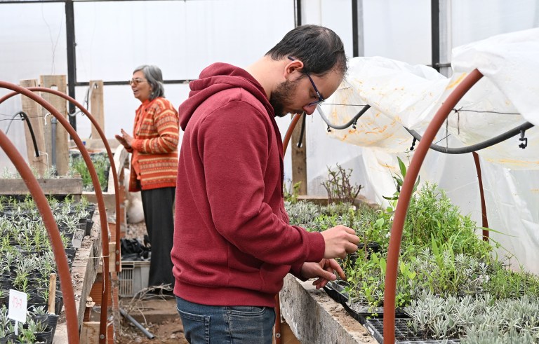 De la lavanda al cedr&oacute;n: el proyecto que creci&oacute; en la Patagonia