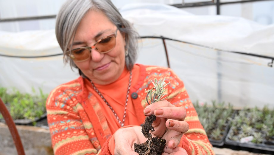 La cooperativa avanza con la construcción de un invernadero destinado a reproducir las especies más difíciles de cultivar en el norte de la Patagonia y generar plantines. Foto: Flor Salto. 