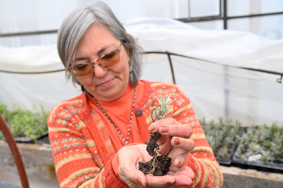 De la lavanda al cedr&oacute;n: el proyecto que creci&oacute; en la Patagonia