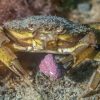Imagen de Cómo reconocer al cangrejo verde invasor en la playa: guía para no confundirlo con especies nativas de la Patagonia
