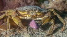 Imagen de Cómo reconocer al cangrejo verde invasor en la playa: guía para no confundirlo con especies nativas de la Patagonia