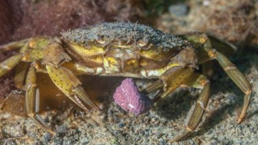 Cómo reconocer al cangrejo verde invasor en la playa: guía para no confundirlo con especies nativas de la Patagonia