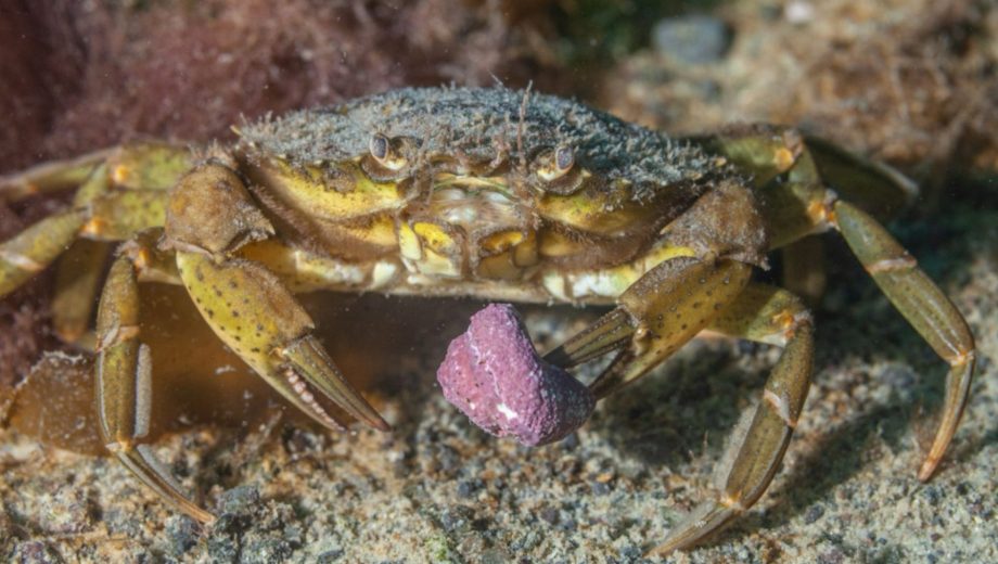 Cómo reconocer al cangrejo verde invasor en la playa. Foto: Nicolás Battini.