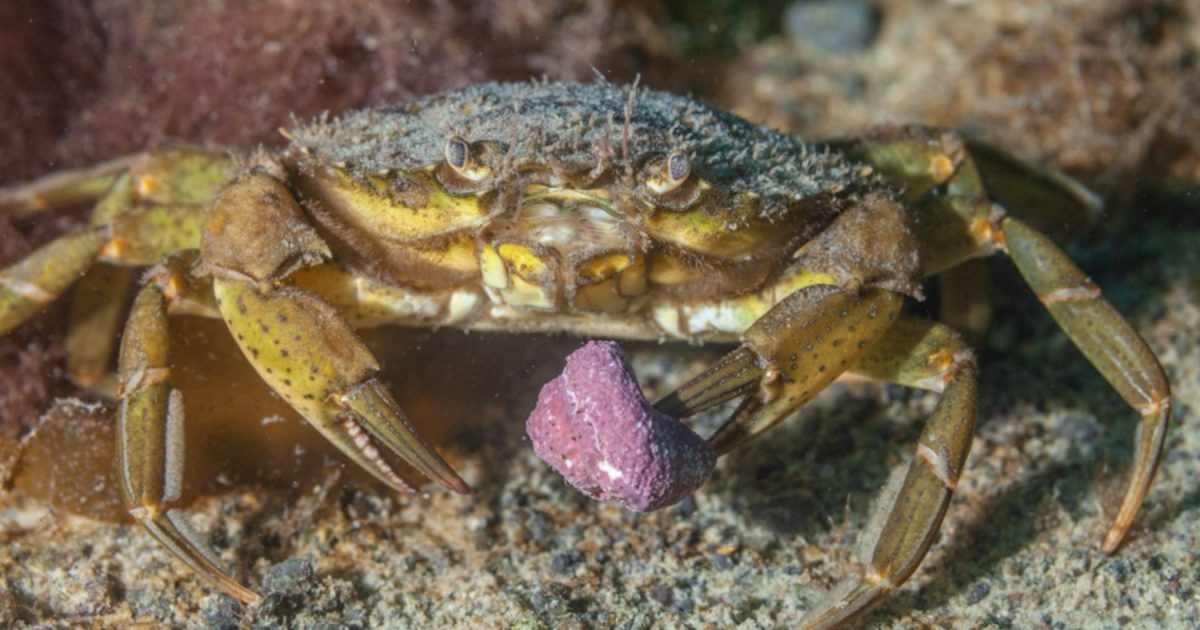 Guía para identificar el cangrejo verde invasor en playas patagónicas