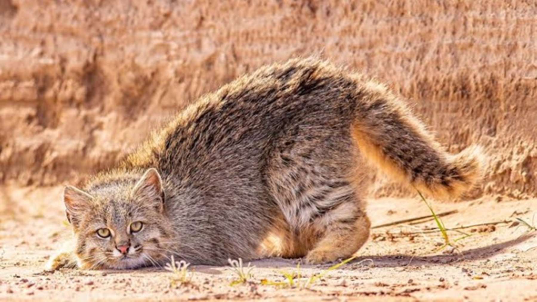 Avistan un gato de los pajonales en la nevada estepa de Santa Cruz