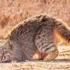 Imagen de Sorpresa en la estepa: el impactante video de un gato de los pajonales en los campos nevados de Santa Cruz