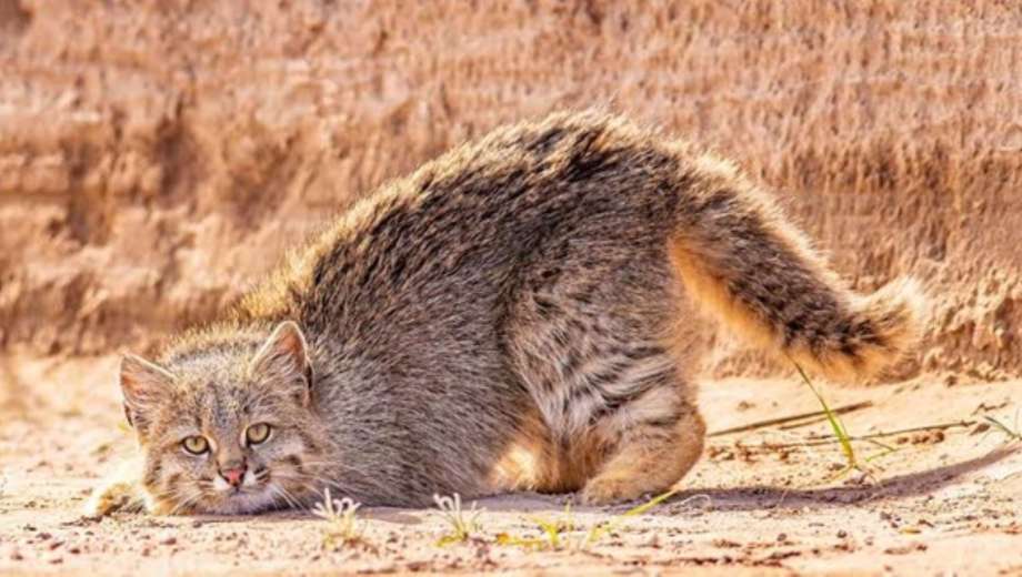 Gato de los pajonales.-