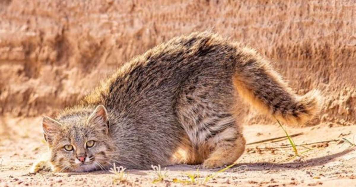 Avistan un gato de los pajonales en la nevada estepa de Santa Cruz