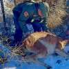 Imagen de Un guanaco quedó atrapado en un alambrado de una ruta de la Patagonia y gendarmes lo liberaron