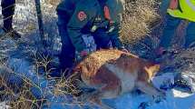 Imagen de Un guanaco quedó atrapado en un alambrado de una ruta de la Patagonia y gendarmes lo liberaron