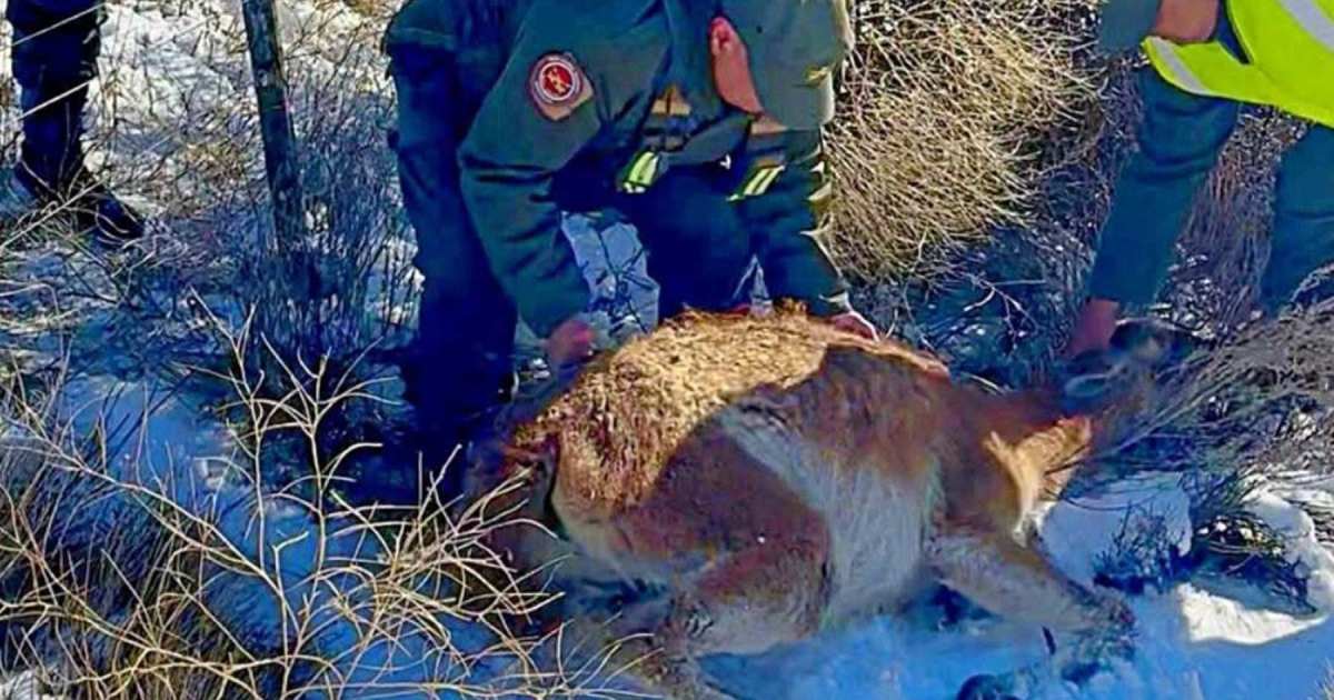 Gendarmes rescatan a un guanaco atrapado en un alambrado en la Patagonia