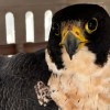 Imagen de Liberaron un halcón peregrino tras 11 días de rehabilitación en Choele Choel