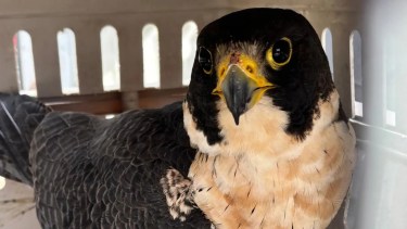 Liberaron un halcón peregrino tras 11 días de rehabilitación en Choele Choel