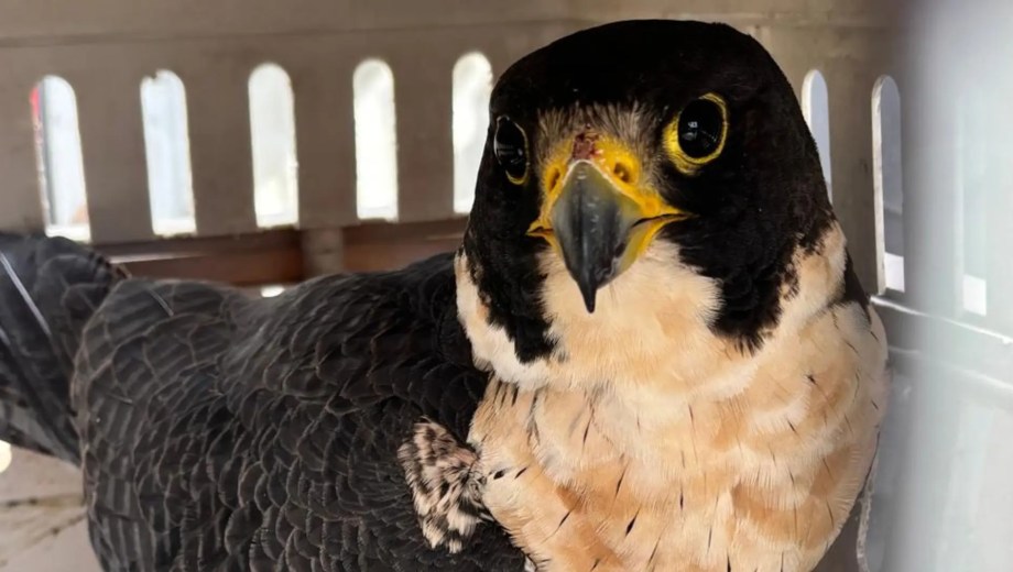 Rescataron un halcón peregrino tras 11 días de rehabilitación. Foto: Gobierno de RN.