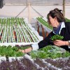 Imagen de Querían producir algo diferente y hoy cultivan 3.000 plantas por mes en un invernadero de la Patagonia