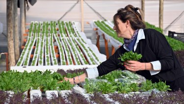 Querían producir algo diferente y hoy cultivan 3.000 plantas por mes en un invernadero de la Patagonia