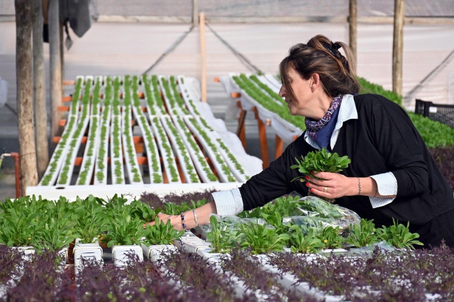 De cero a 3.000 plantas al mes: la apuesta por la hidropon&iacute;a