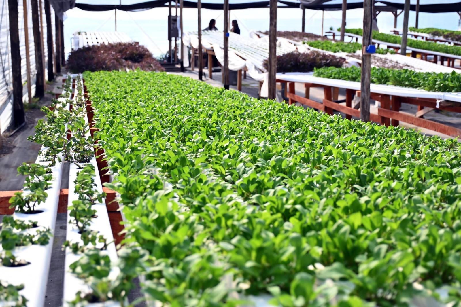 De cero a 3.000 plantas al mes: la apuesta por la hidropon&iacute;a
