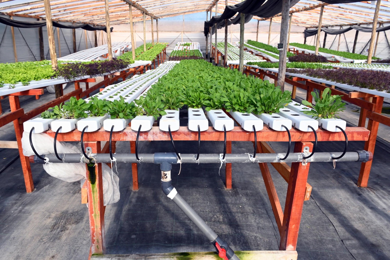 De cero a 3.000 plantas al mes: la apuesta por la hidropon&iacute;a
