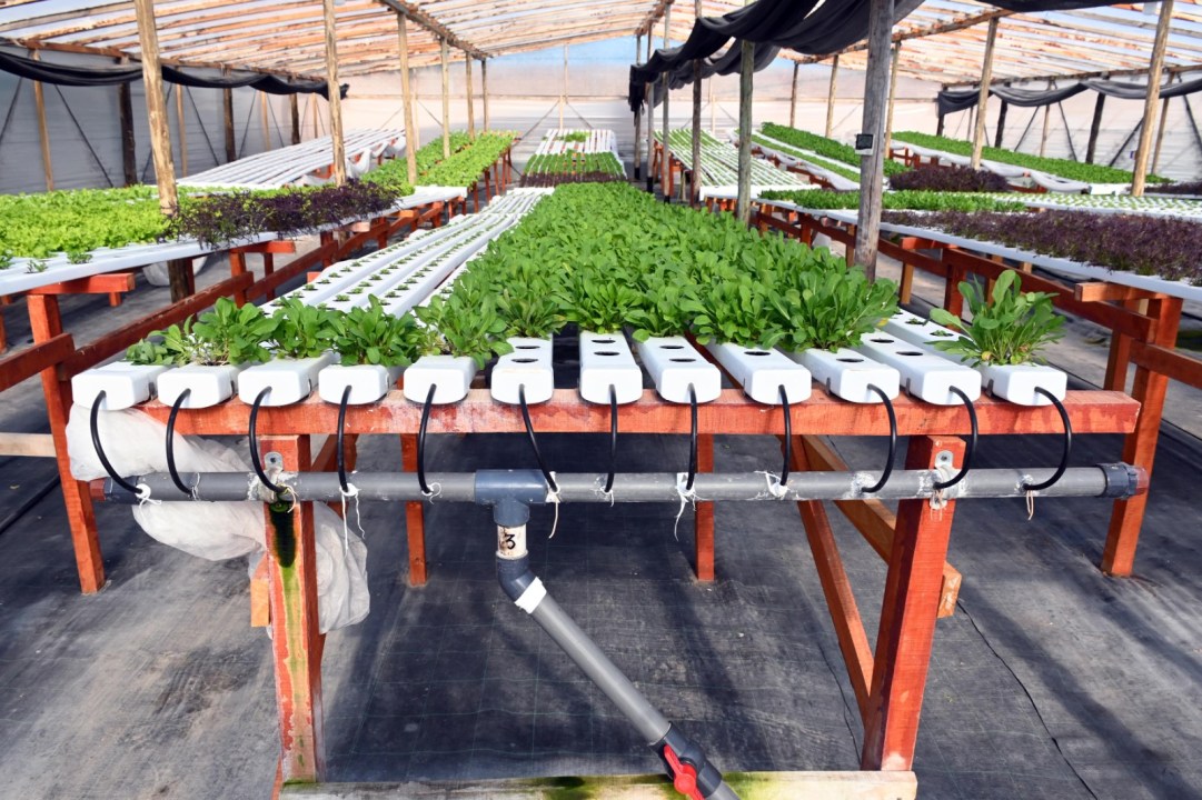 La producción se realiza bajo cubierta y permite cultivar miles de plantas en una superficie reducida. Foto: Marcelo Ochoa.
