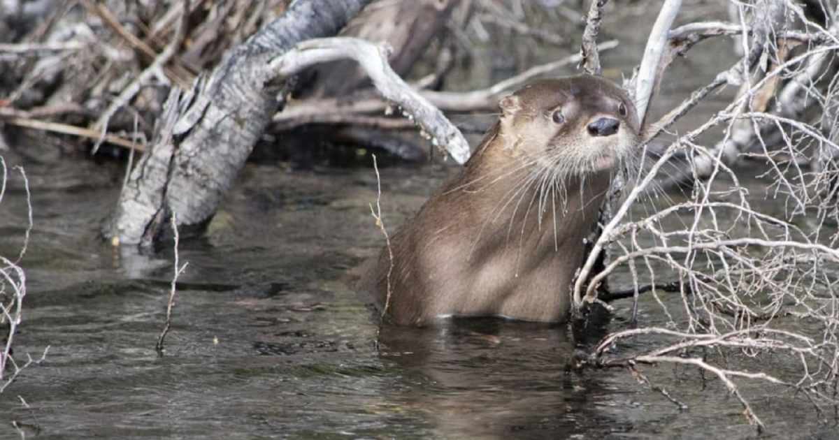 Guardaparques y biólogos monitorean al huillín en el Parque Nacional Los Alerces