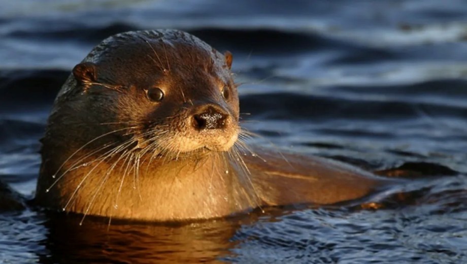 Huillín, el «rey de aguas dulces» exclusivo de la Patagonia. 