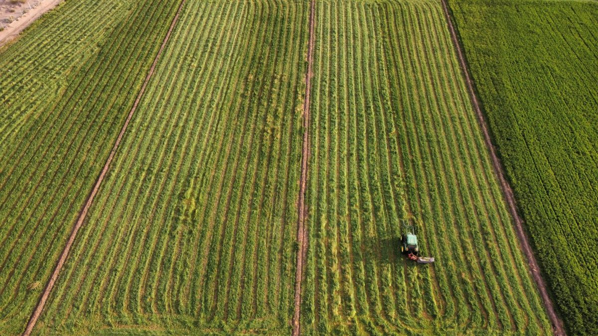 El alfalfar que le hace honor a la nombre de la empresa: La Pasto Verde.
