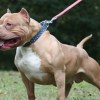 Imagen de Muerte de un nene atacado por un pitbull en Córdoba: imputaron a la dueña y al hombre que cuidaba al perro