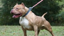 Imagen de Muerte de un nene atacado por un pitbull en Córdoba: imputaron a la dueña y al hombre que cuidaba al perro
