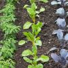 Imagen de Huerta en agosto: las verduras que todavía llegás a sembrar si empezás este mes