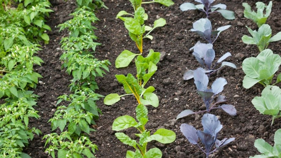 Lechuga, rúcula, rabanitos, espinaca, perejil y cebolla de verdeo se adaptan muy bien a balcones y terrazas siempre que reciban varias horas de luz por día.