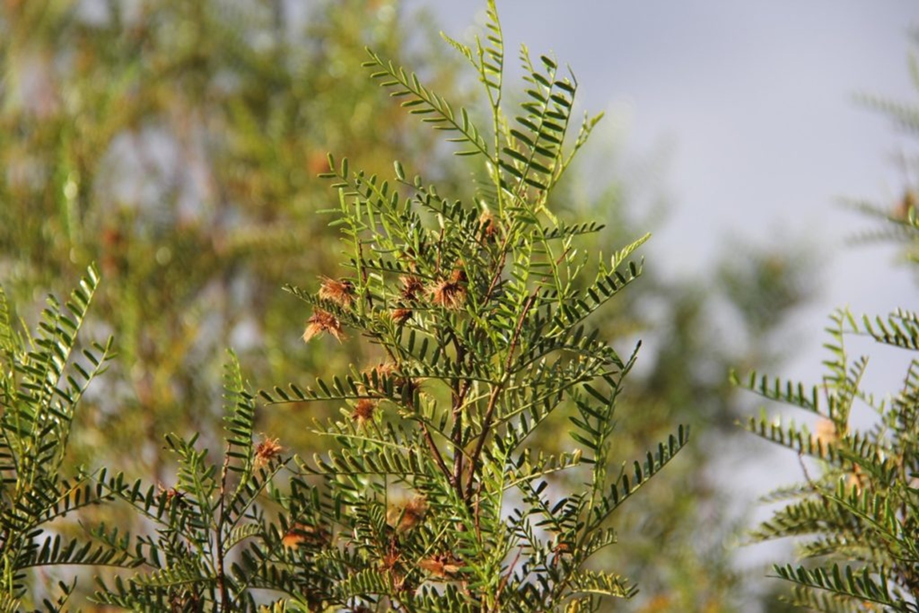 La jarilla crespa, planta patagónica con potencial en cosmética capilar
