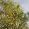 Imagen de La planta de la estepa patagónica que podría ayudar a fortalecer el cabello y combatir su caída