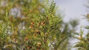 La planta de la estepa patagónica que podría ayudar a fortalecer el cabello y combatir su caída
