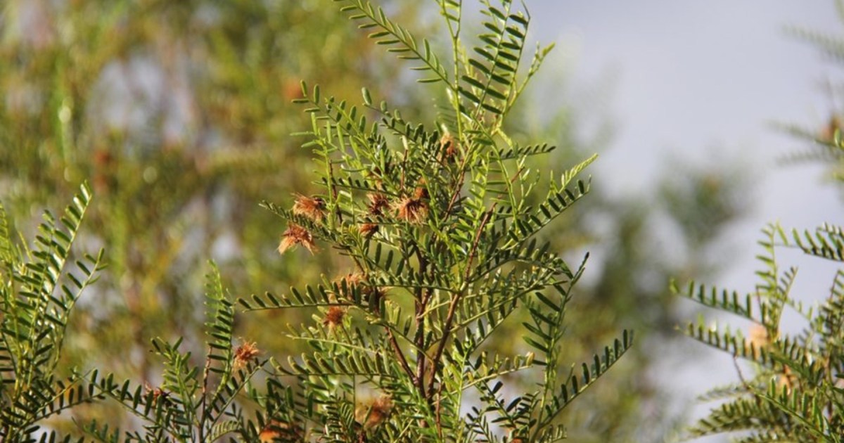 La jarilla crespa, planta patagónica con potencial en cosmética capilar